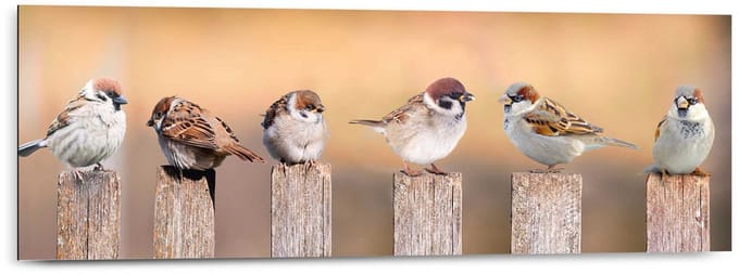 Schilderij Vogels - 30 x 90 - Hout - REINDERS