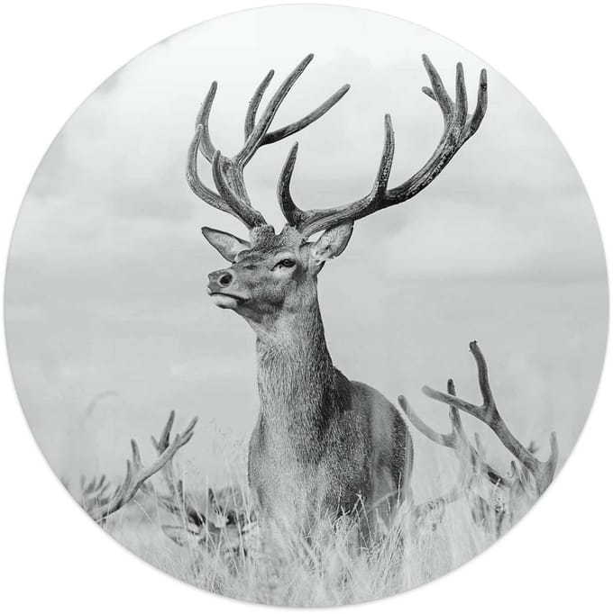 Glasschilderij Statig hert - Ø 50 - Glas - REINDERS