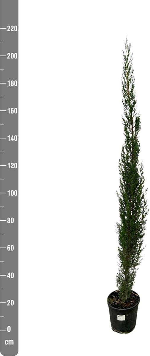 10 x Cupressus piramide - 210cm