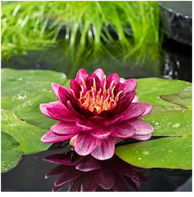 Moerings Nymphaea Perry Almost Black | Waterlelie | In 11CM pot