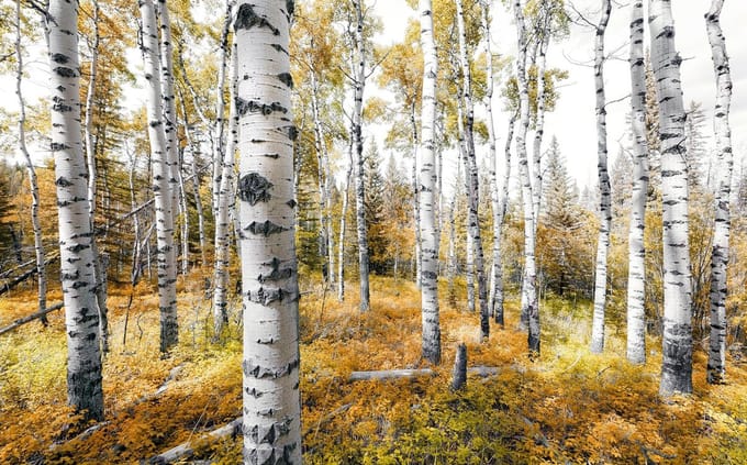 Fotobehang Colorful Aspenwoods - Meerkleurig - 2,80m X 450cm