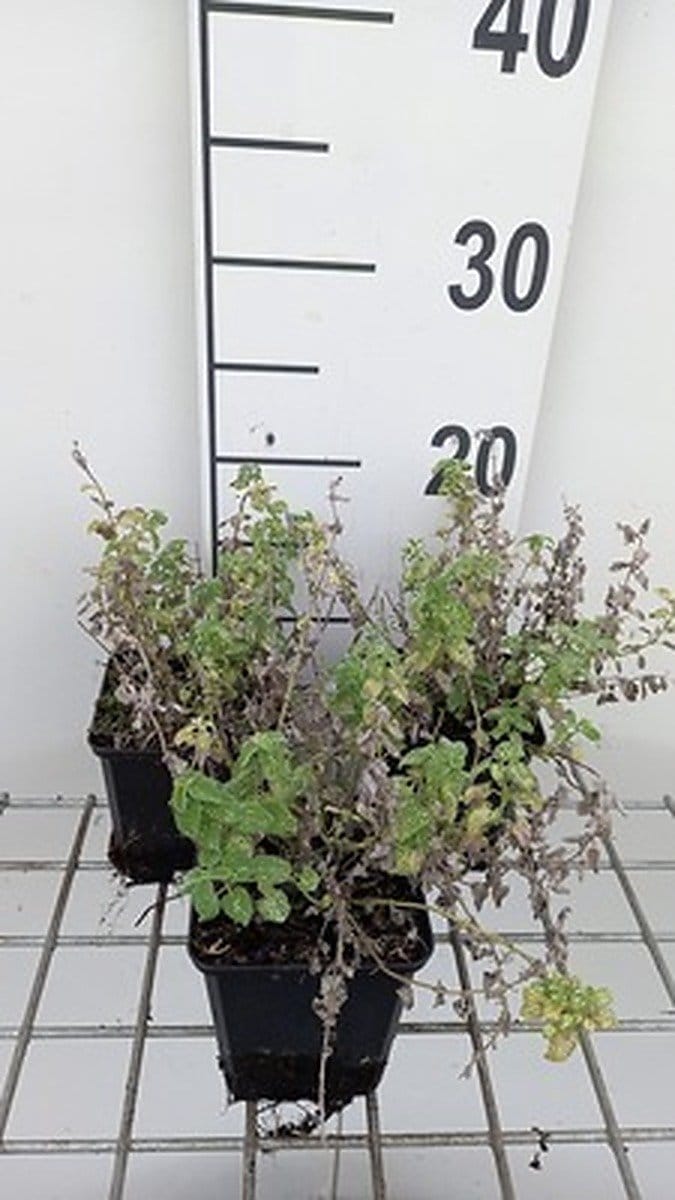 6x Kattekruid - Nepeta faas. 'Alba' | 9x9 cm pot