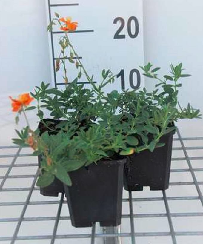 6x Zonneroosje - Helianthemum hybr. 'Bronzeteppich' | 9x9 cm pot