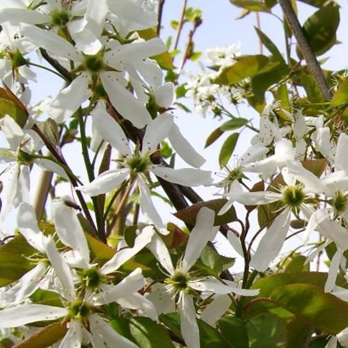 Krentenboompje - Amelanchier 'Ballerina' 60-80 cm