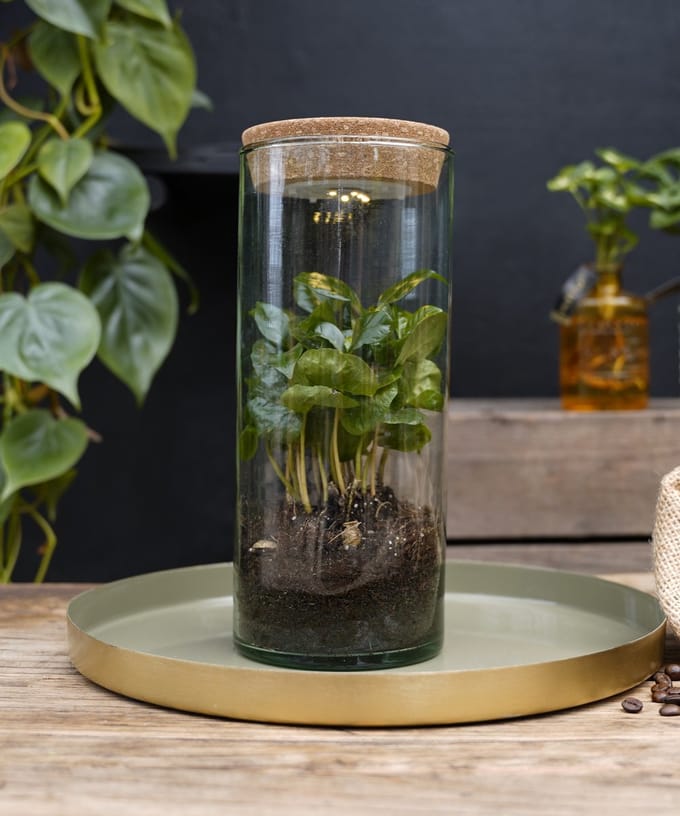 Intenz | Koffieplant | Coffea Arabica | Luma Flora