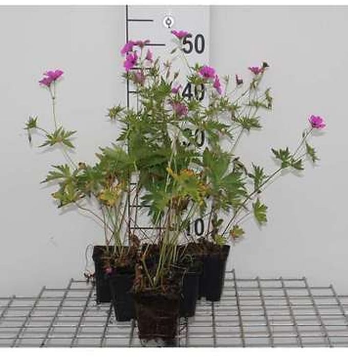 6x Ooievaarsbek - Geranium hybr. 'Patricia' | 9x9 cm pot