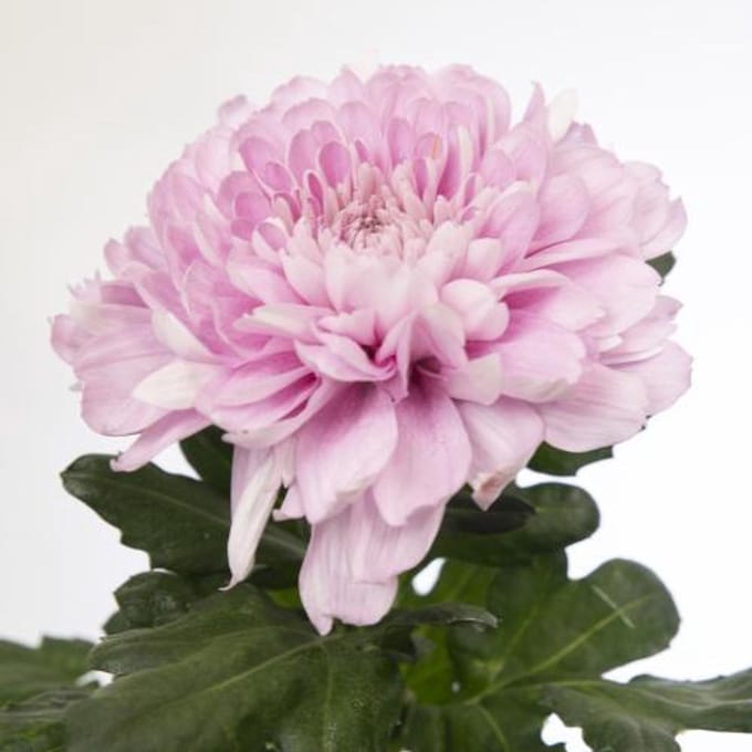 10x Chrysant kalimba g 70cm