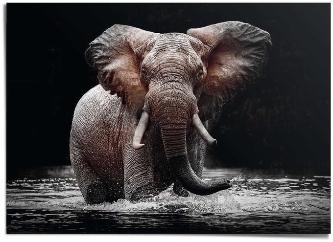 XXL Poster Olifant - 100 x 140 - Papier - REINDERS