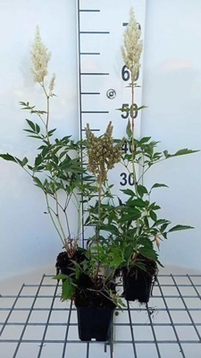 6x Astilbe - Astilbe (a) 'Weisse Gloria' | pot 9 x 9 cm