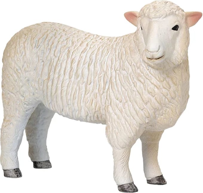 Mojo Farmland Romney Schaap Ooi - 381064