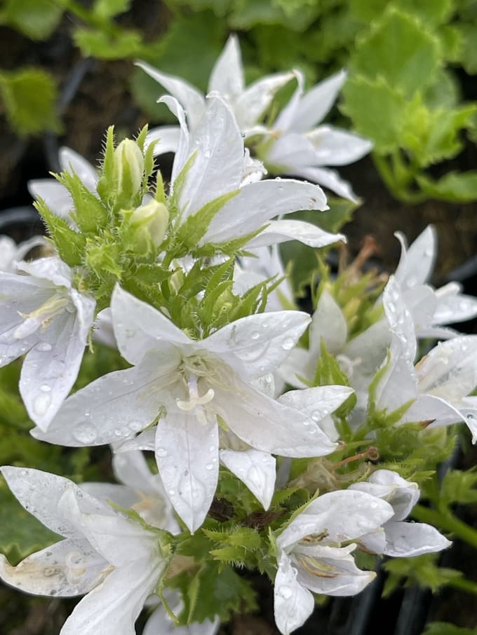 6x Klokje - Campanula posch. 'E.h. Frost' | 9x9 cm pot