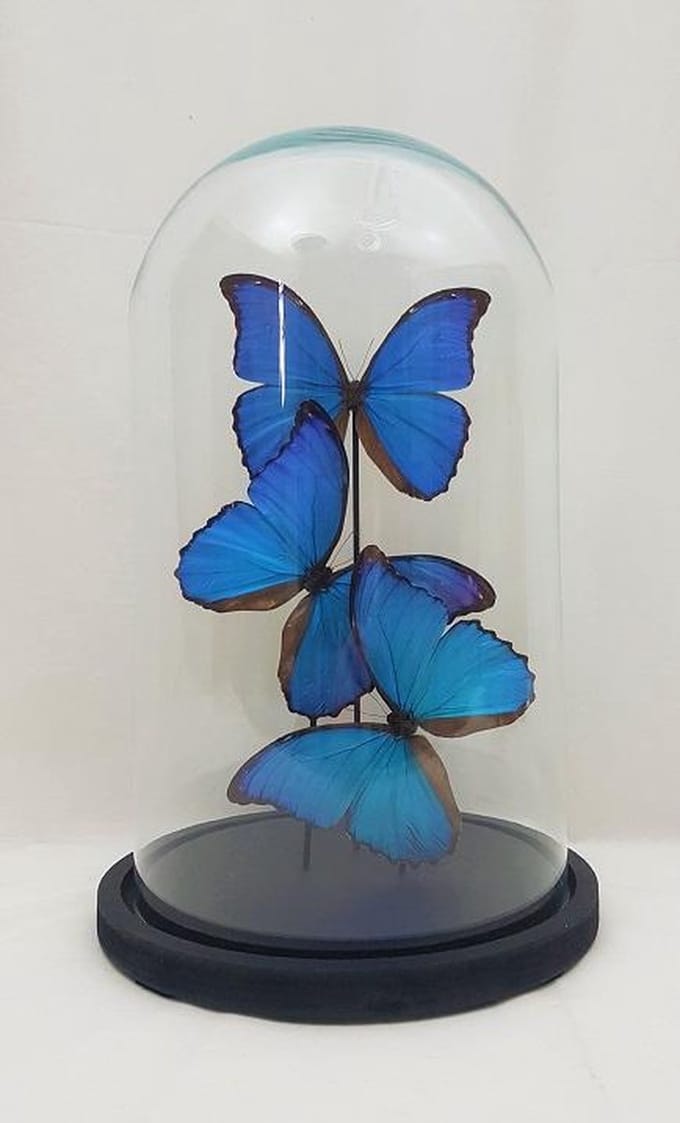 3 Opgezette morpho didius vlinders in glazen stolp.