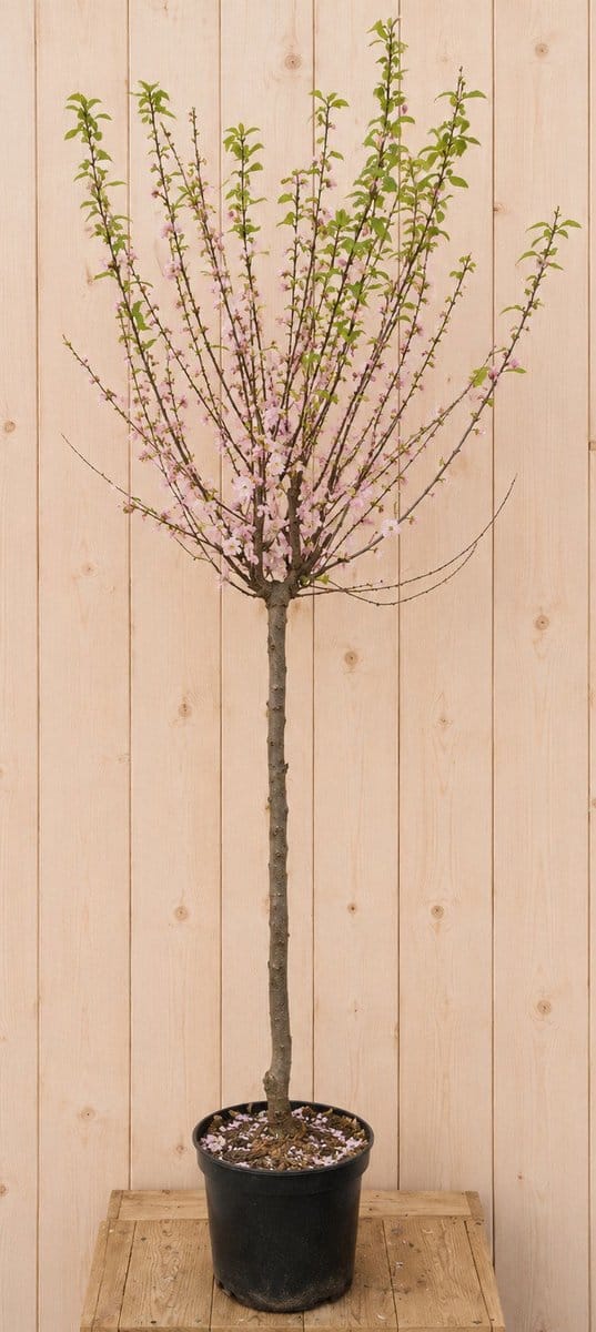 Prunus Tribola Amandelboompje 190 cm Warentuin Natuurlijk