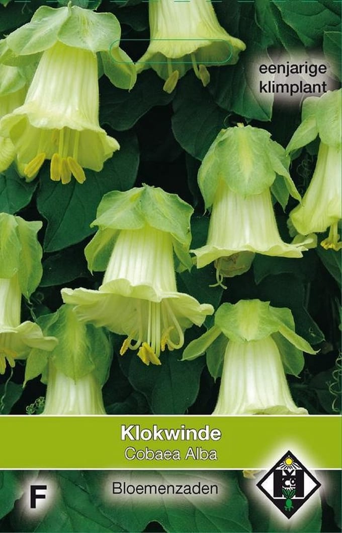 Van Hemert & Co - Witte Klokwinde (Cobaea scandens Alba)