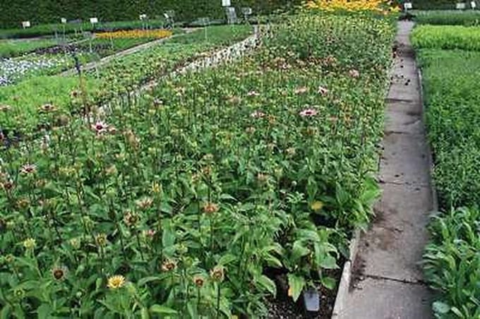 6x Zonnehoed - Echinacea purp. Ruby Giant' | 9x9 cm pot