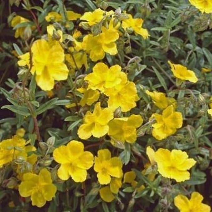 6x Zonneroosje - Helianthemum hybr. 'Golden Queen' | 9x9 cm pot
