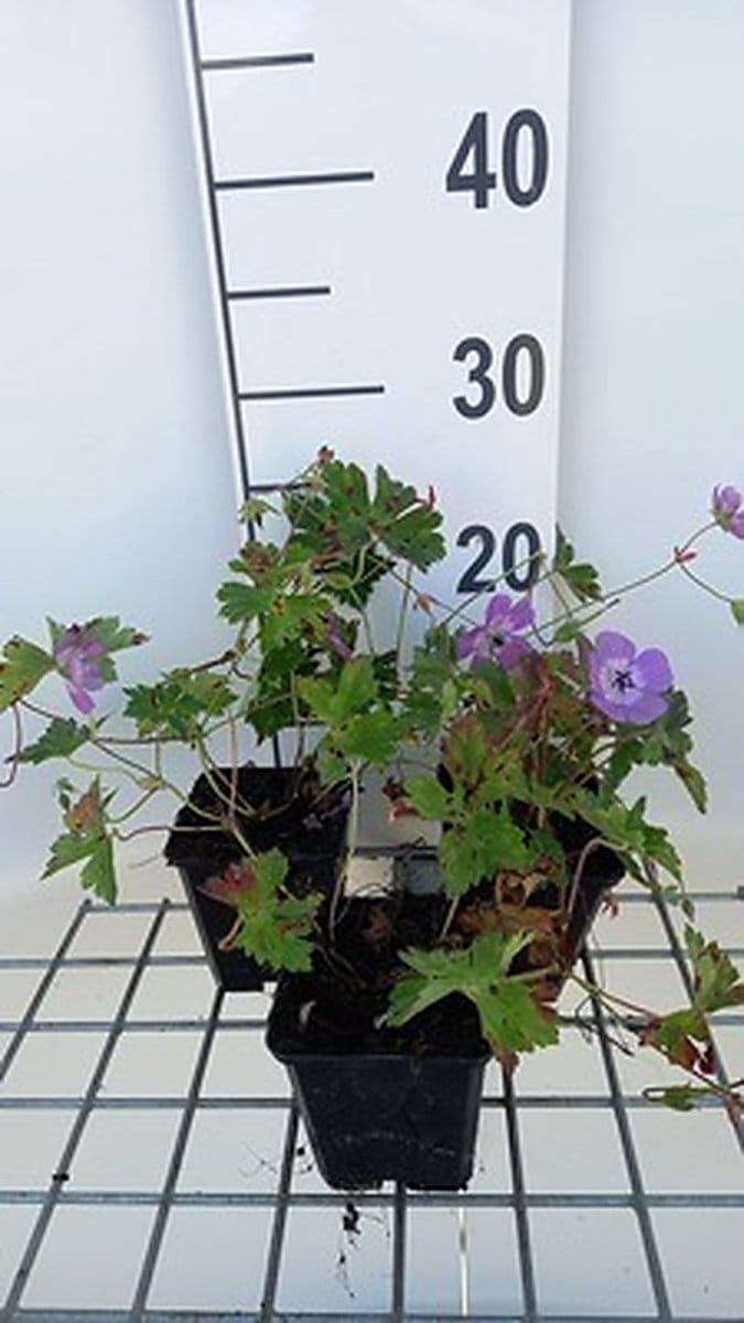 6x Ooievaarsbek - Geranium wall. 'Silvia's Surprise'® | 9x9 cm pot