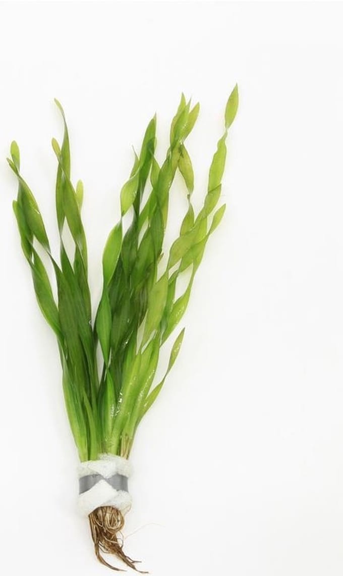 Moerings Vallisneria Asiatica | Schroefvallisneria | In Bos met Loodje