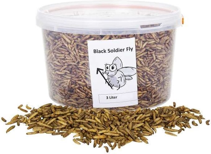 Black soldier fly - 3 Liter - tuindieren - Animal King