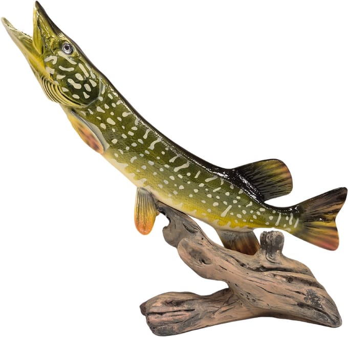 3D Real Fish Trophy Snoek 48 cm Levensecht Beeld Snoekbeeld Trofee Visbeker Sokkel Groen Natuurlijk