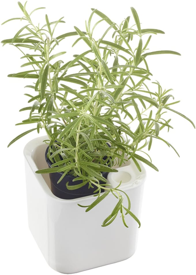 Kruidenpot Eden, breedte: 120 mm, wit