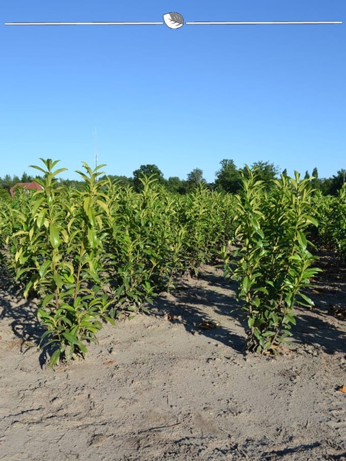 Laurier Prunus Genolia 120-140 cm, 5x Haagplant
