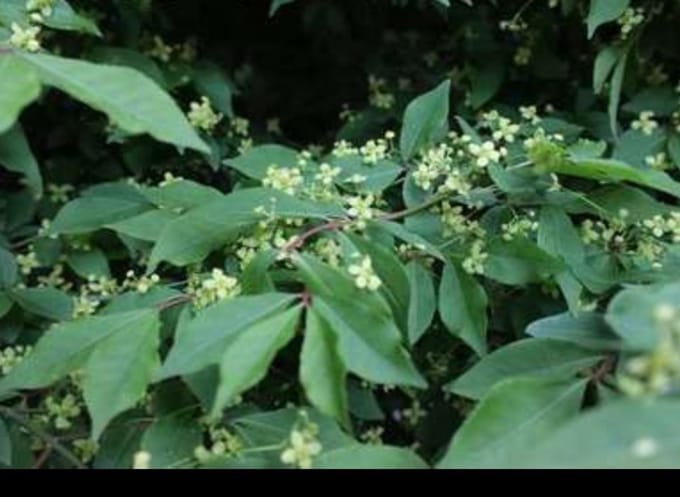 Euonymus al. 'Compactus' - Kardinaalshoed, Dwerg Kardinaalsmuts 50- 60 cm in pot