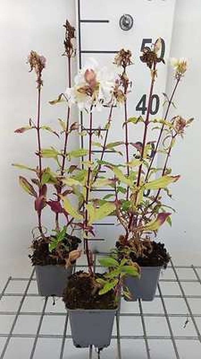 6x Zeepkruid - Saponaria off. 'Alba Plena' | 9x9 cm pot