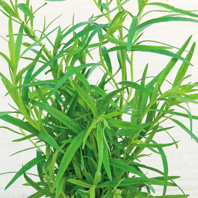 Sluis Garden - Dragon Russische (Artemisia dracunculus)