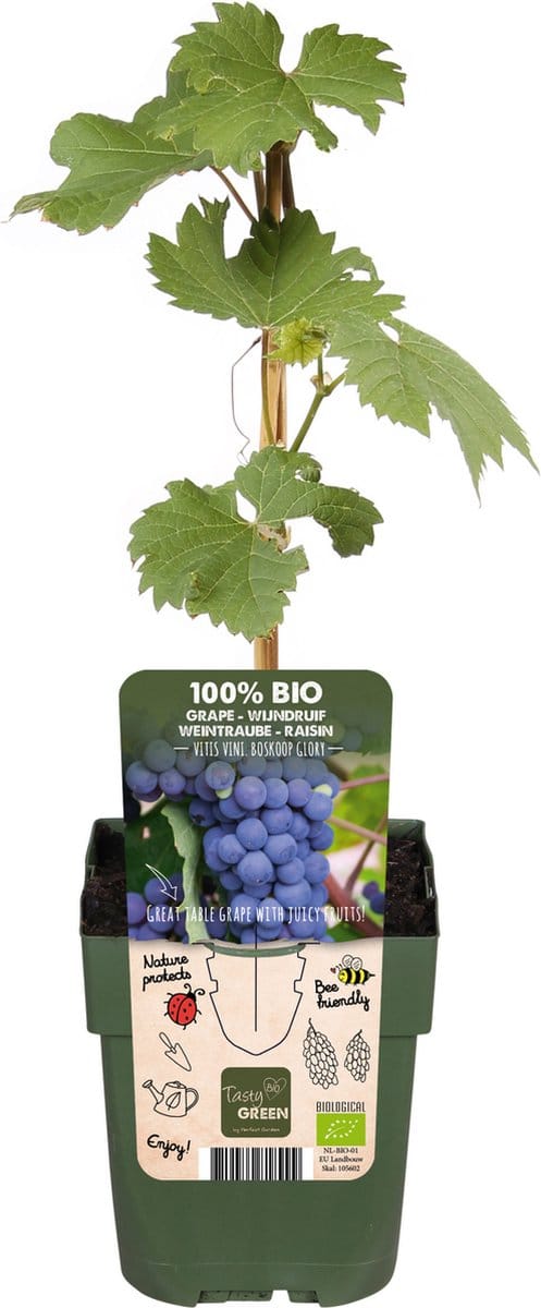 Vitis vinifera 'Boskoop Glory' - Druivenstruik - Hoogte: 45cm - Ø13