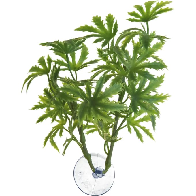 Papaja plant voor aquarium Zoomed Betta BP21