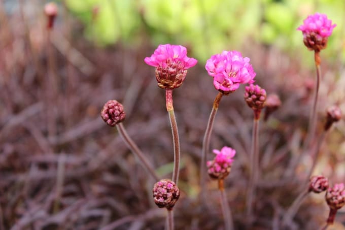 6 x Armeria maritima 'Rubrifolia' - Engels Gras - P9 Pot (9 x 9cm) - Dima Vaste Planten
