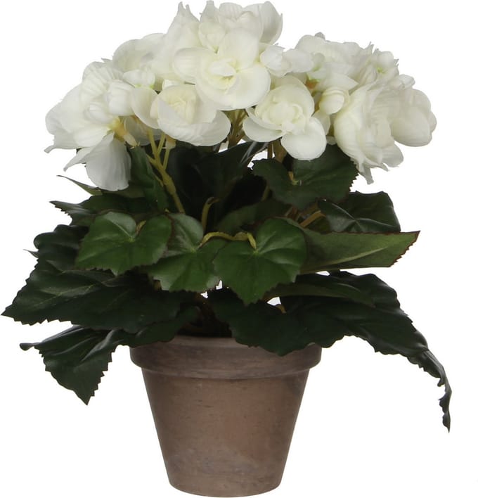Mica Decoration Kunstplant - begonia - wit - in pot - 25 cm - nepplanten