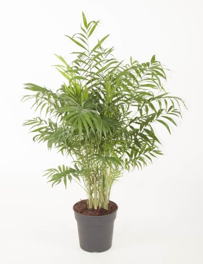 Chamaedora Elegans - Hoogte 80cm - Pot 24cm