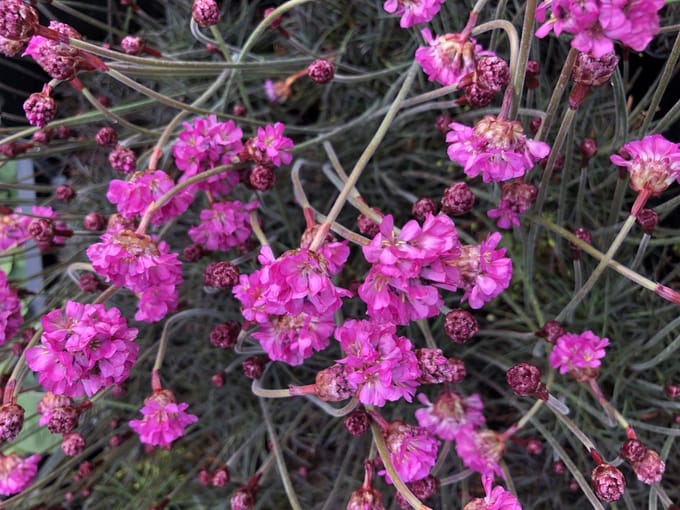 6x Engels Gras - Armeria maritima 'Rubrifolia' | 9x9 cm pot