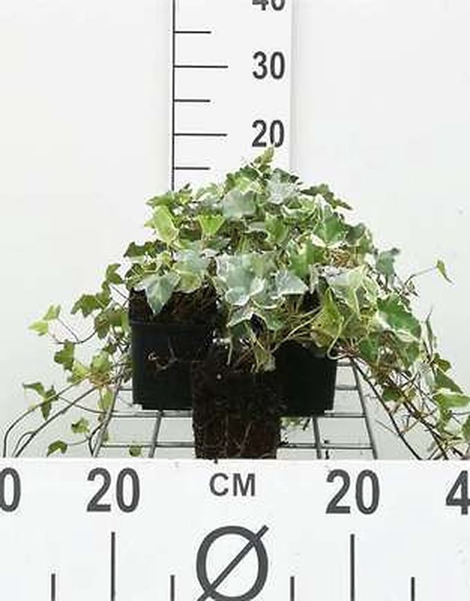 12x Bontbladige Klimop - Hedera helix 'Glacier' | 9x9 cm pot