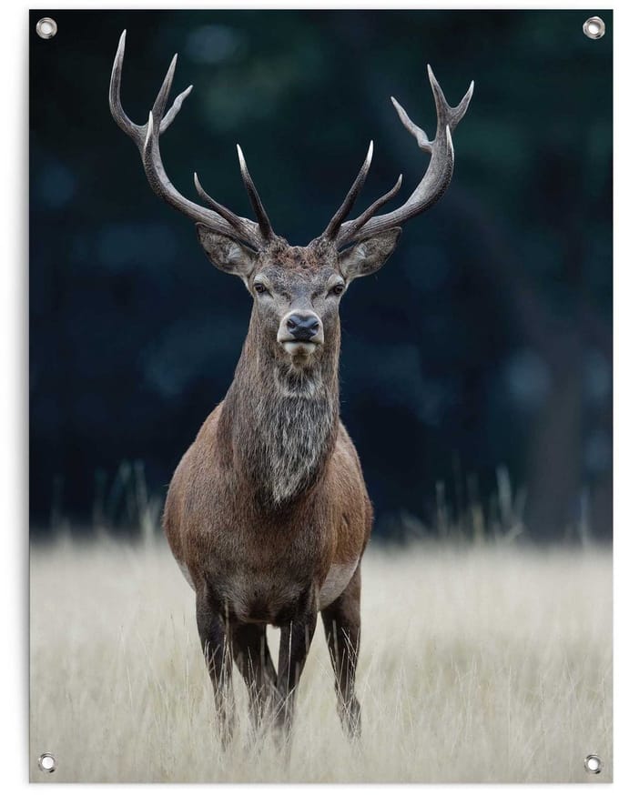 Tuinposter Hert - 80 x 60 - Canvas - REINDERS