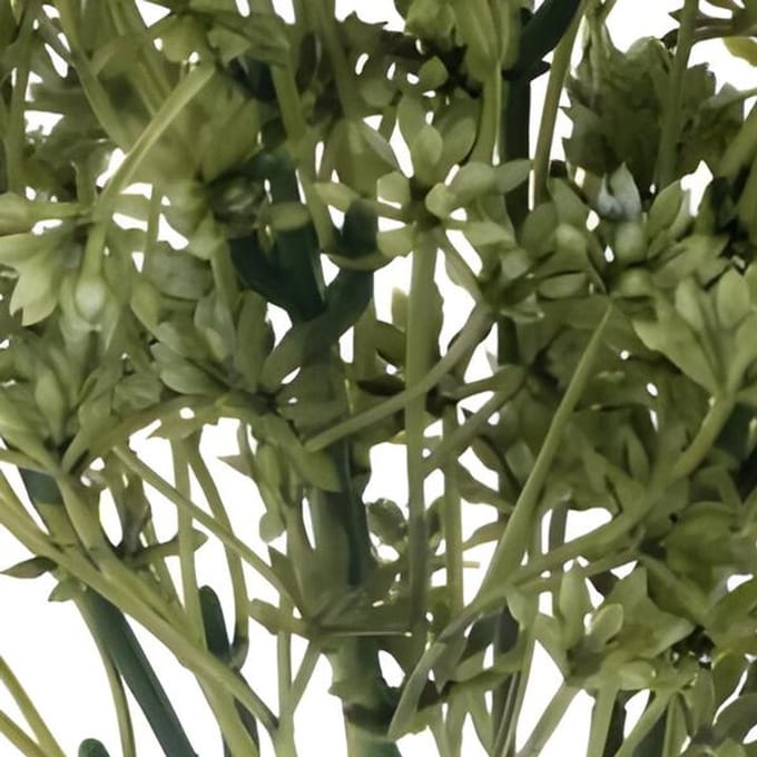 Erutan avon - Sedum bush green 32 cm