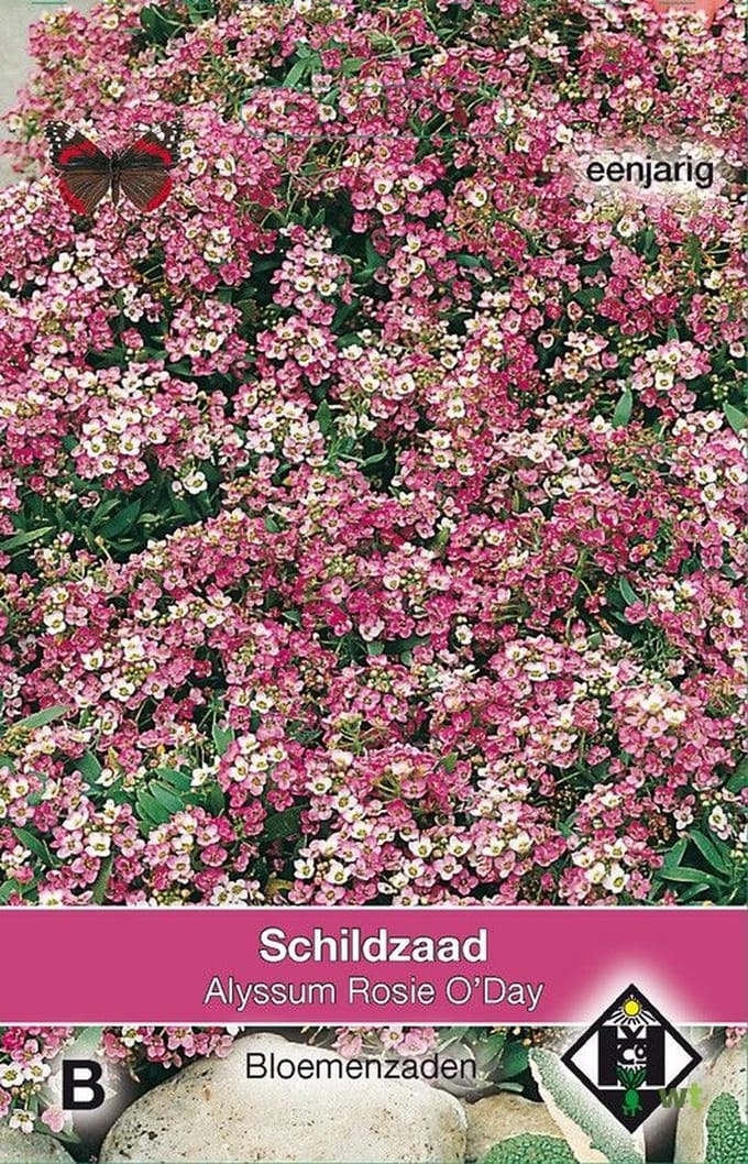 Van Hemert - Schildzaad Rosie O Day