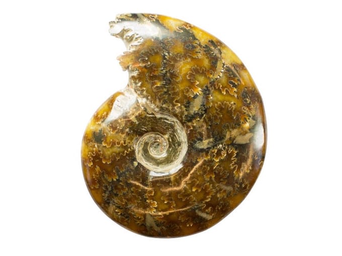Mooie gepolijste Ammoniet (fossiel) 265 gram