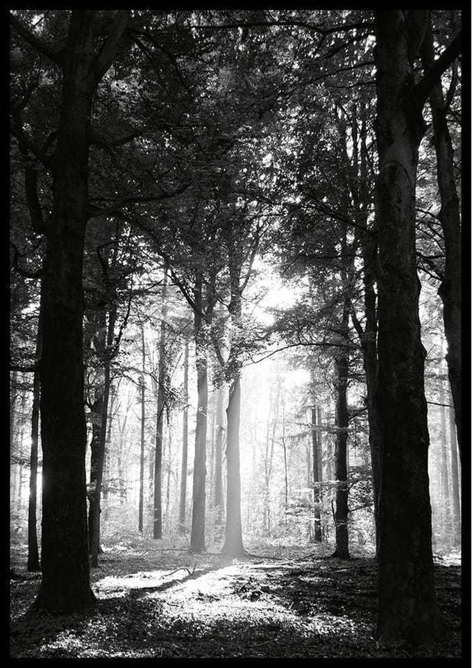 Poster Leurse Bos - 50x70 - Natuur Poster