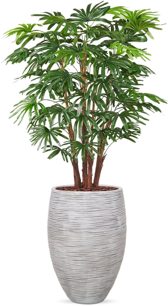 Kunstplant Fortuneipalm in Vaas elegant Deluxe rib ivoor H150 cm