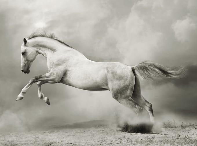 Fotobehang - Wilde hengst.