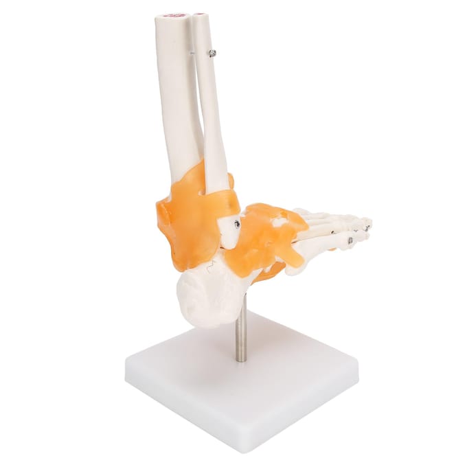 1:1 Menselijke Voet Enkel Bot Skelet Structuur Model Voetgewricht Model met Ligamenten white
