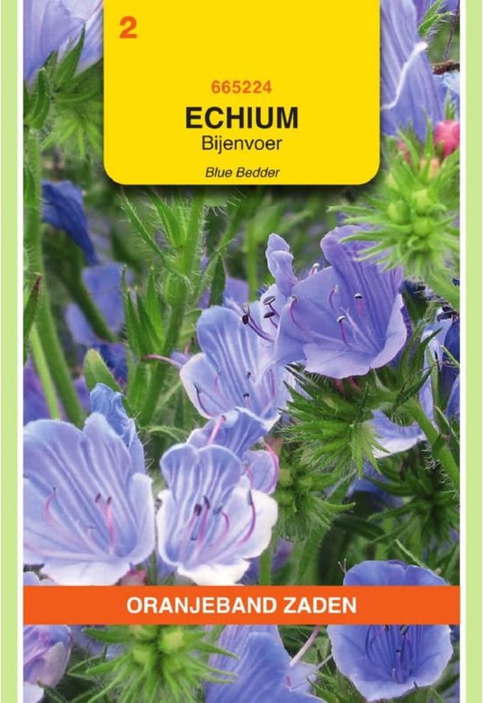 Slangenkruid Echium Blue Bedder Zaden