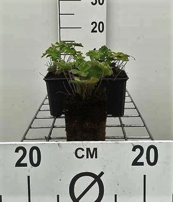 6x Ooievaarsbek - Geranium renardii | 9x9 cm pot