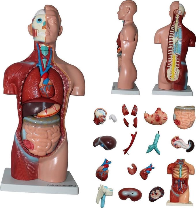 HeineScientific Menselijk lichaam anatomie model torso met organen - 18-delig