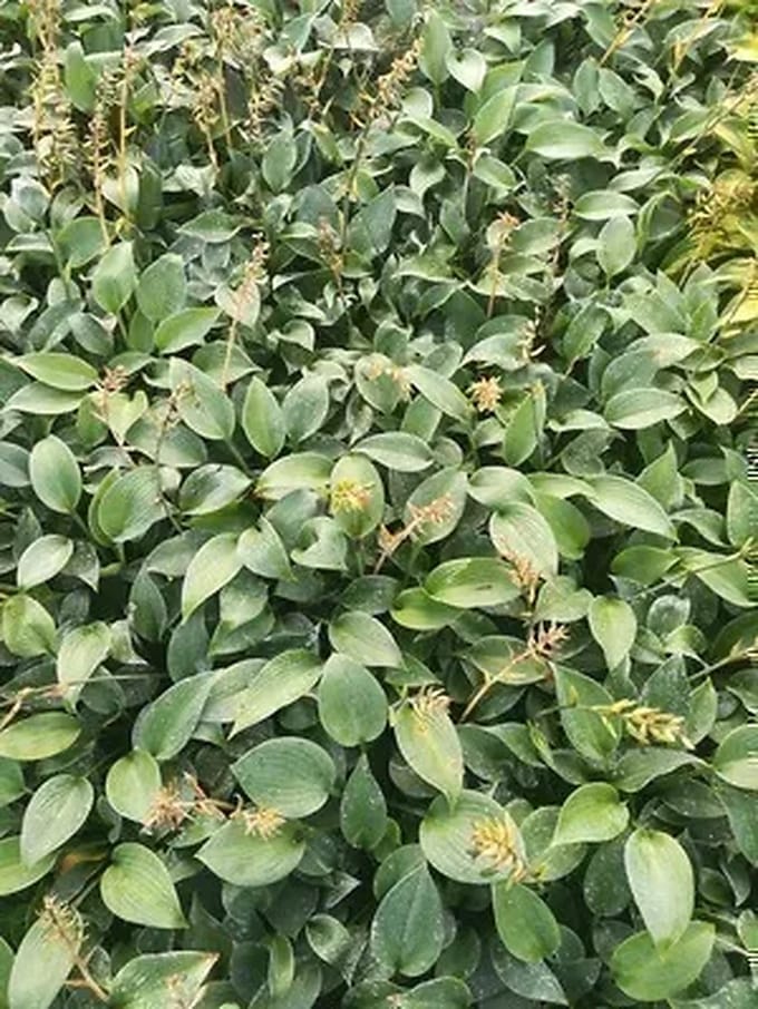 6x Hartlelie - Hosta hybr. 'Canadian Blue' | 9x9 cm pot