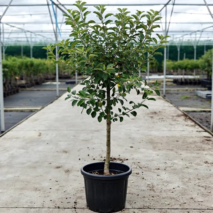 Malus domestica - Oude Appelboom 'Elstar' - Onderstam M111 - 45L pot - ca. 1.8m