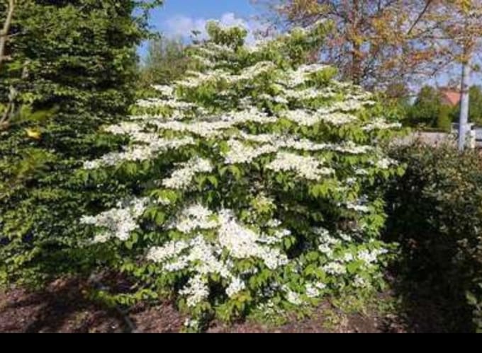 1 x Viburnum plic. 'Mariesii' - Japanse Sneeuwbal 40- 60 cm in pot